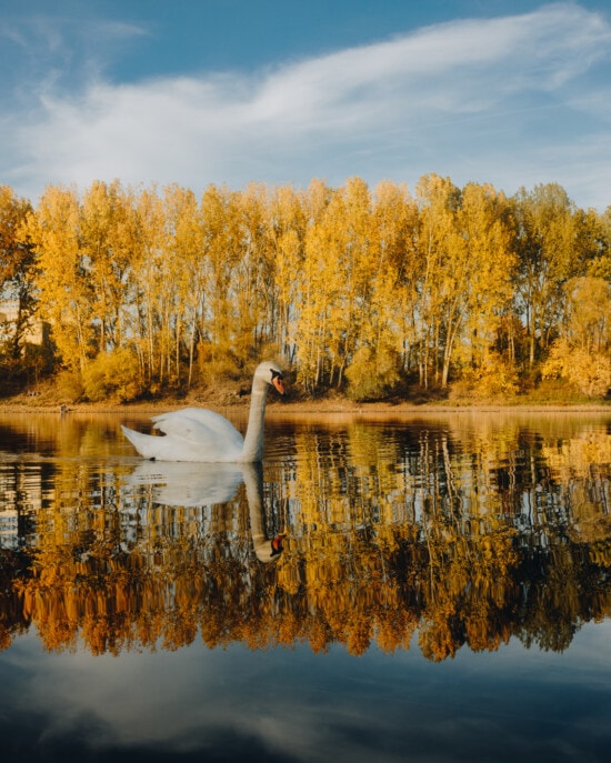 Lakeside, есенния сезон, лебед, величествен, ниво на водата, отражение, пейзаж, езеро, природата, сезон