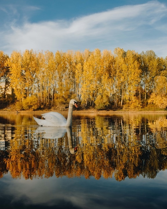 jezera, podzimní sezóna, labuť, majestátní, hladina vody, reflexe, krajina, jezero, příroda, sezóny