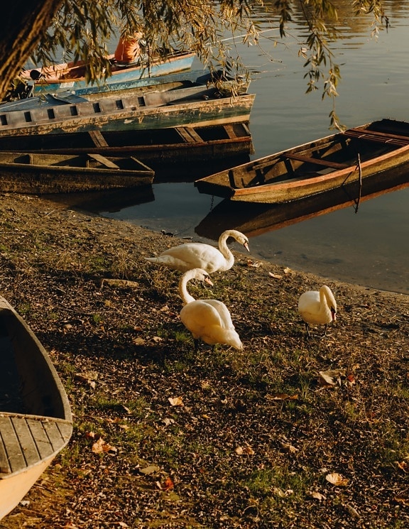 Cisne, aves, três, Barcos, Porto, barco, água, rio, ao ar livre, paisagem