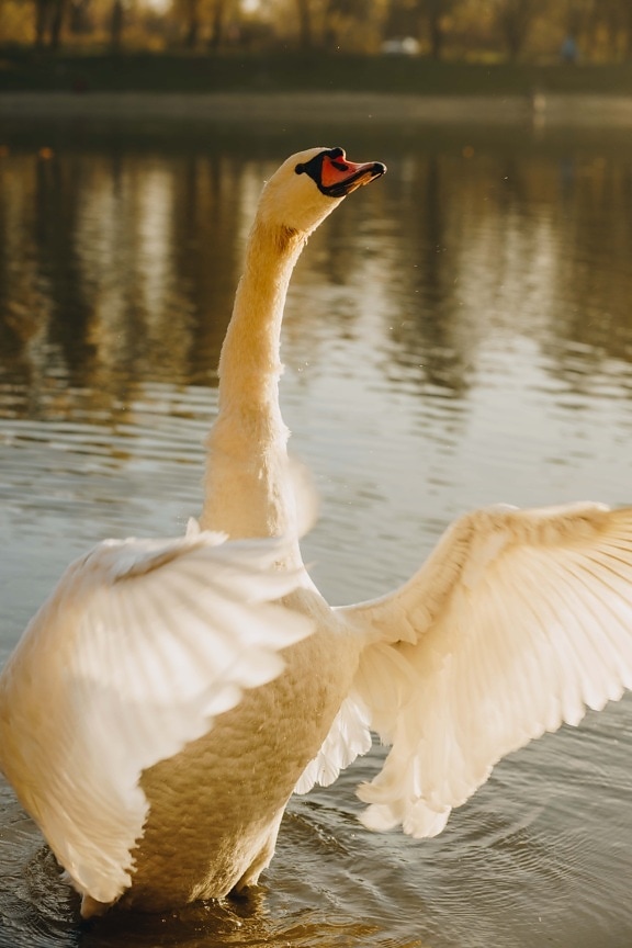 big, swan, open, wings, feather, close-up, splash, wildlife, nature, aquatic bird