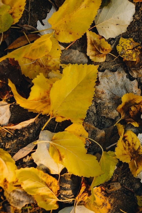 gule blade, gullig brun, beskidt, jorden, nedbrydning, blade, efterår, sæson, blad, plante