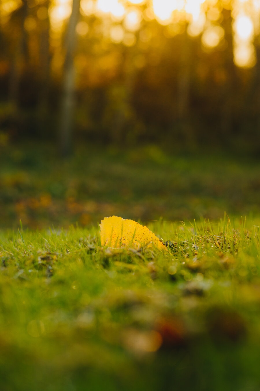 autumn, leaf, yellowish brown, lawn, grass, landscape, herb, blur, nature, outdoors