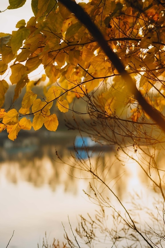 есенния сезон, листа, клонове, оранжево жълт, слънчева светлина, Слънчев, листа, природата, хубаво време, клон