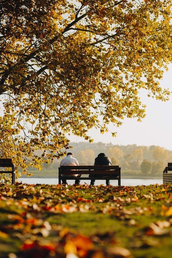 sedící, muži, lavička, podzim, břehu řeky, parku, strom, list, venku, příroda