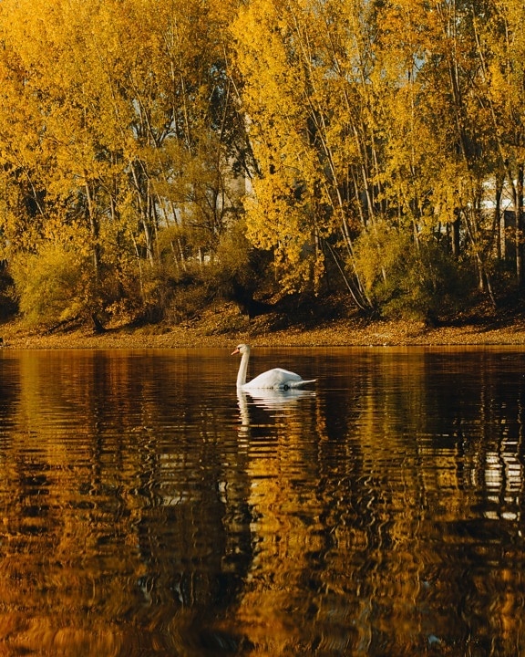brilhante, tarde, beira do lago, outono, pássaro, Cisne, paisagem, natureza, água, lago