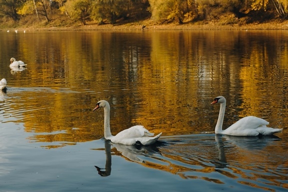 swimming, swan, autumn season, birds, reflection, aquatic bird, lake, water, nature, wildlife
