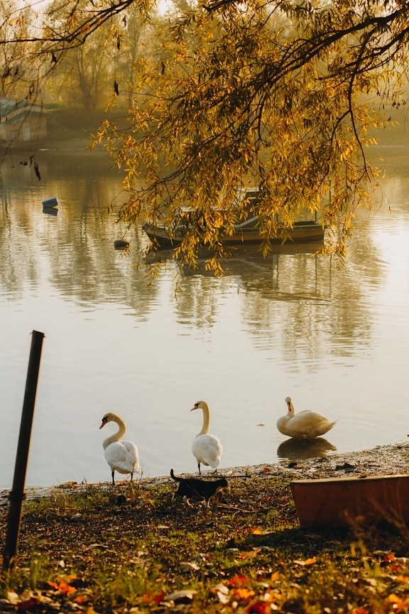есен, река, лебед, три, домашна котка, пейзаж, отражение, езеро, вода, природата