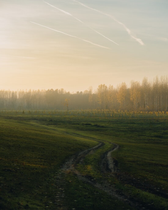forest road, young, forest, sapling, trees, rural, tree, grass, dawn, sunset