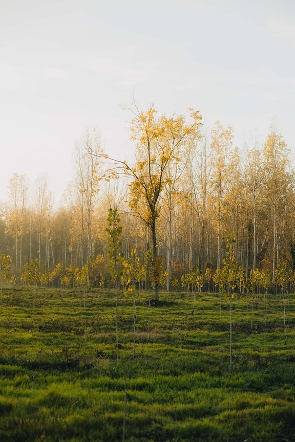 forest, sapling, young, trees, poplar, tree, landscape, nature, wood, mist