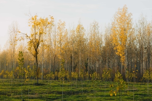 forest, autumn, sapling, young, trees, poplar, leaf, landscape, yellow, wood