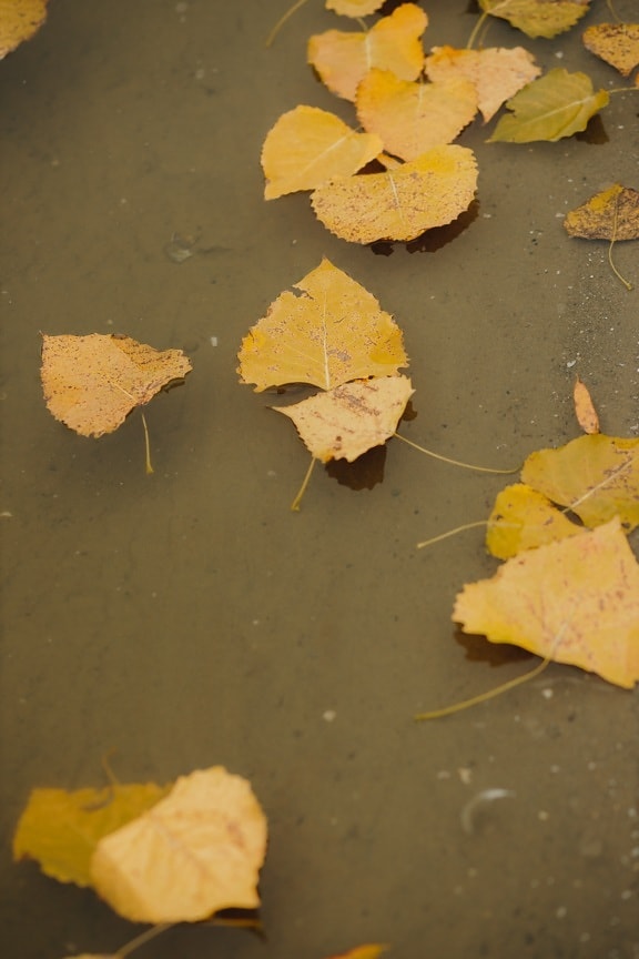 floating, yellow leaves, water level, autumn season, underwater, leaves, autumn, yellow, leaf, nature