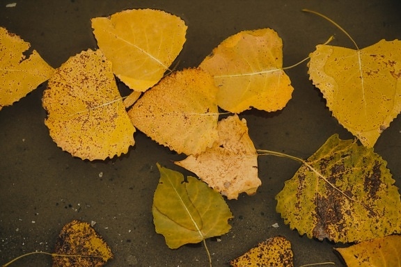 gula blad, flytande, vattennivån, konsistens, gulbruna, säsong, gul, anläggningen, blad, hösten