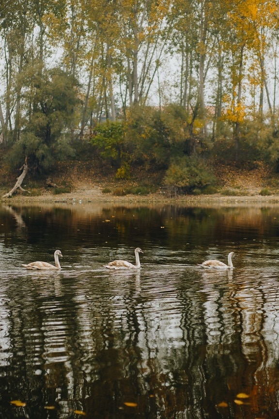swan, three, birds, swimming, reflection, landscape, water, nature, outdoors, river