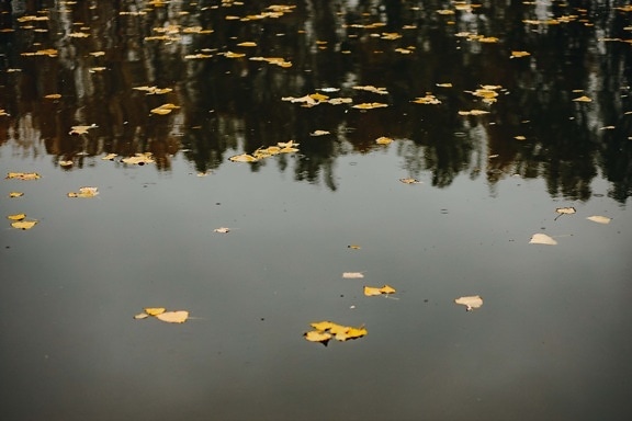 sistema de agua, río, superficie, hojas, flotando, otoño, hojas amarillas, agua, reflexión, naturaleza