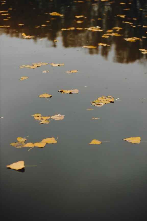 黄色の葉, フローティング, 水位, 水, 自然, 反射, ランドス ケープ, 秋, 秋のシーズン, 葉