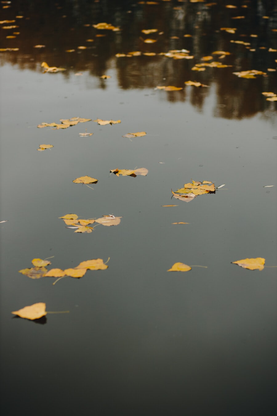 yellow leaves, floating, water level, water, nature, reflection, landscape, autumn, autumn season, leaf