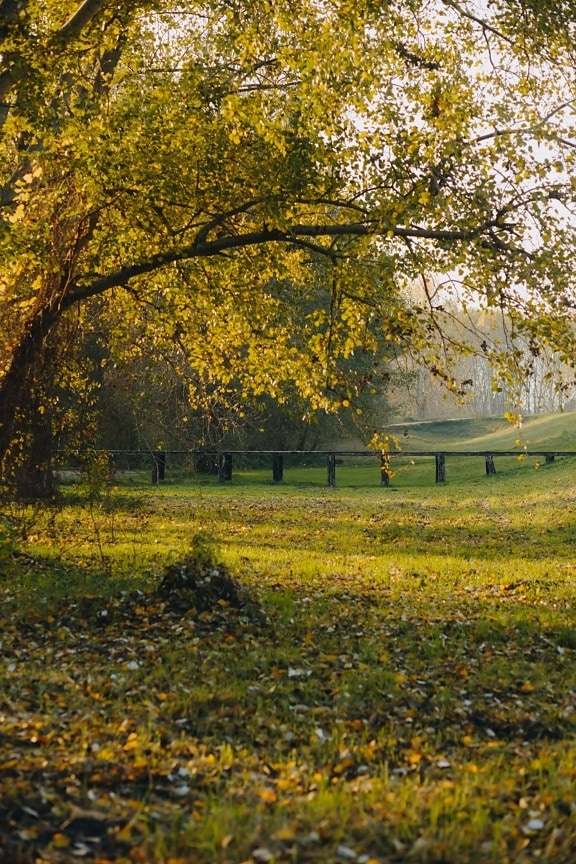 есен, дървета, разстояние, дървени, мост, на открито, пейзаж, листа, дърво, природата
