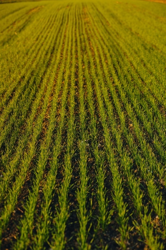 flat field, wheat, sapling, wheatfield, cereal, agriculture, plant, field, grass, farmland