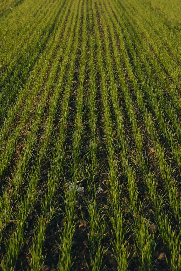 rye, sapling, flat field, agriculture, rural, soil, cereal, field, farmland, countryside