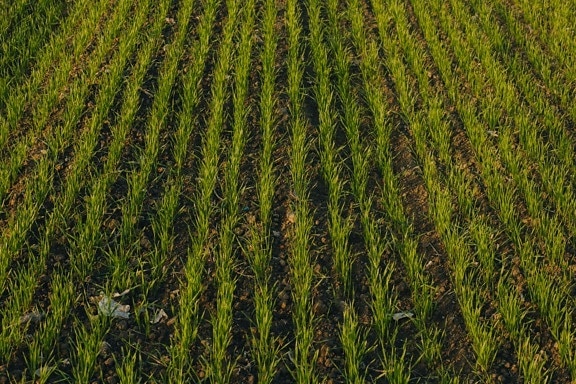 cánh đồng bằng phẵng, nông nghiệp, cánh đồng lúa mì, cây non, lúa mì, ngũ cốc, lĩnh vực, nông thôn, đất nông nghiệp, vùng nông thôn