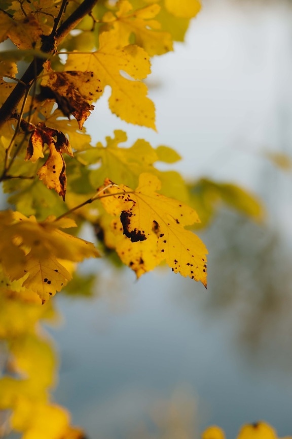 podzim, žluté listy, větvička, příroda, strom, list, listy, sezóny, pěkného počasí, světlé