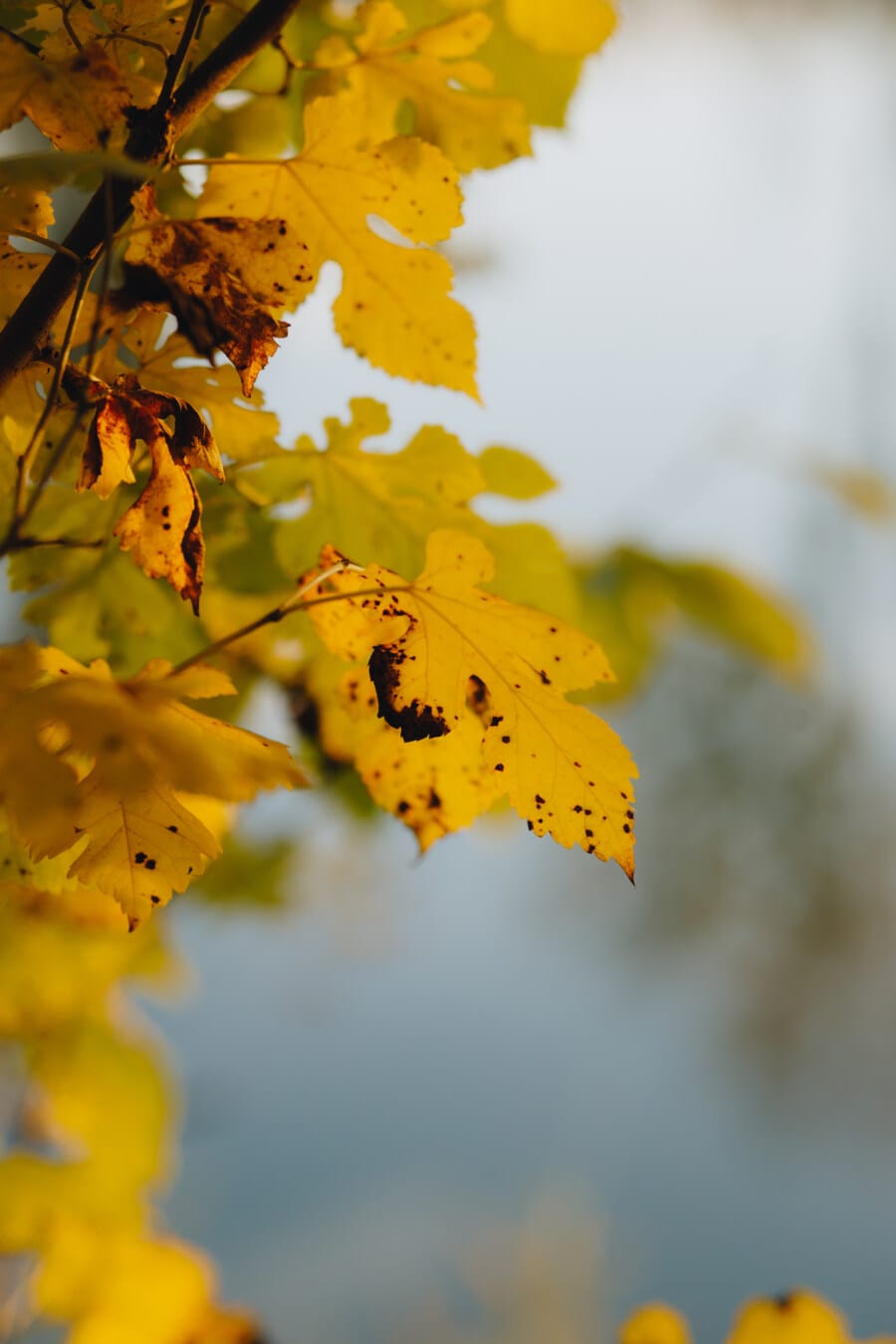 hösten, gula blad, kvist, naturen, träd, blad, lämnar, säsong, vackert väder, ljusa