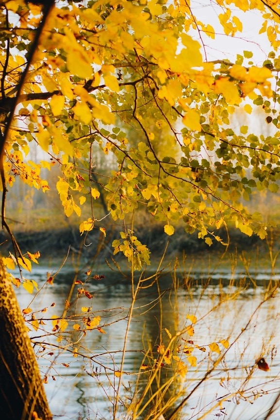 žluto hnědá, listy, světlé, pobočky, strom, břehu řeky, listoví, žlutá, les, Topol