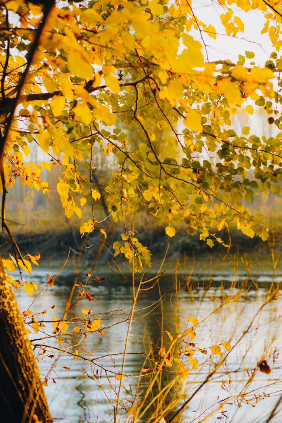 yellowish brown, leaves, bright, branches, tree, riverbank, foliage, yellow, forest, poplar