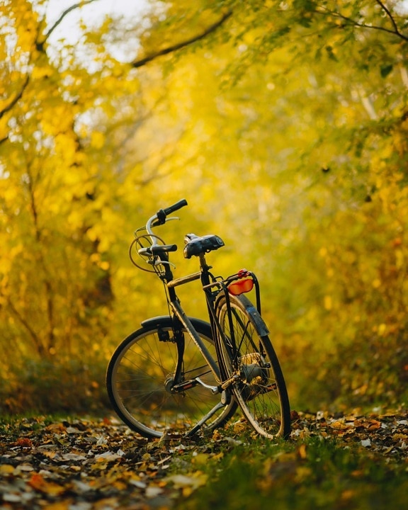 autumn, bicycle, forest path, landscape, sunny, day, nature, park, outdoors, light