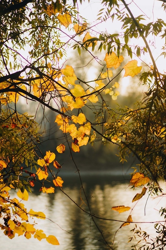 musim gugur musim, cabang, daun-daun Kuning, alam, pohon, daun, musim gugur, tanaman, musim, cuaca cerah