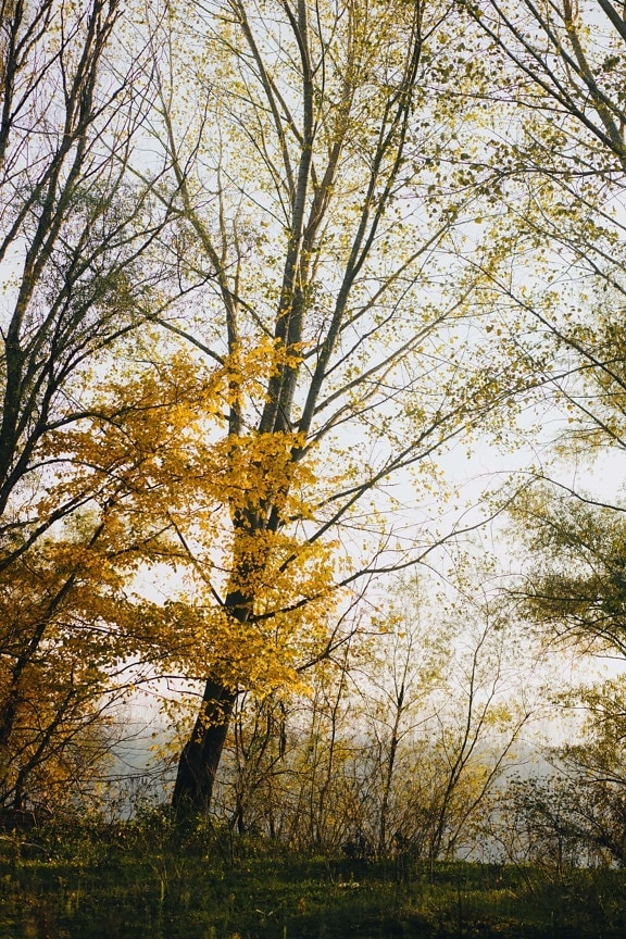 Topol, les, slunečno, pěkného počasí, strom, krajina, podzim, dřevo, list, stromy