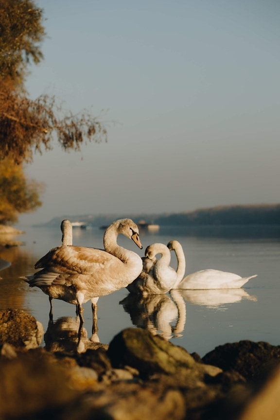 лебедь, Взрослый, птицы, река, берег реки, Дунай, птица, вода, природа, дикая природа