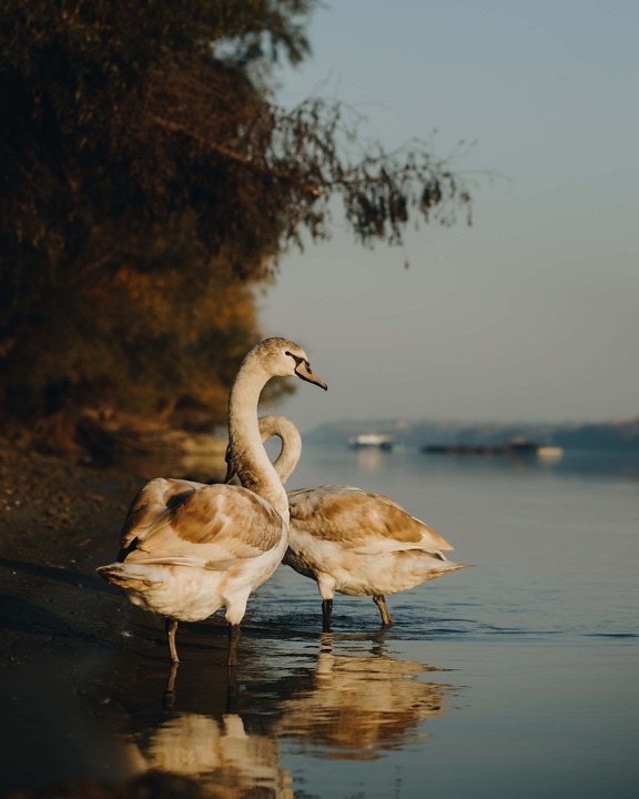 offspring, swan, sunlight, riverbank, reflection, birds, wildlife, bird, aquatic bird, nature
