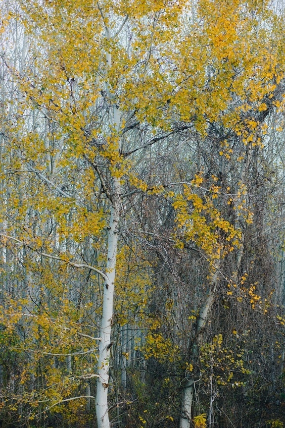 hutan, poplar, tanaman, pohon, daun, musim gugur, kuning, alam, kayu, di luar rumah