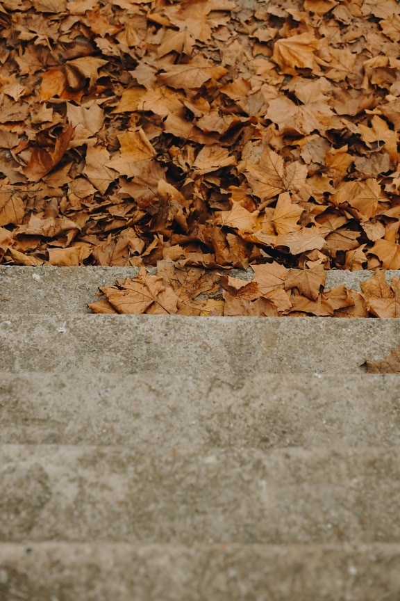 geelachtig bruin, gele bladeren, trap, beton, herfst seizoen, textuur, blad, grond, patroon, droog
