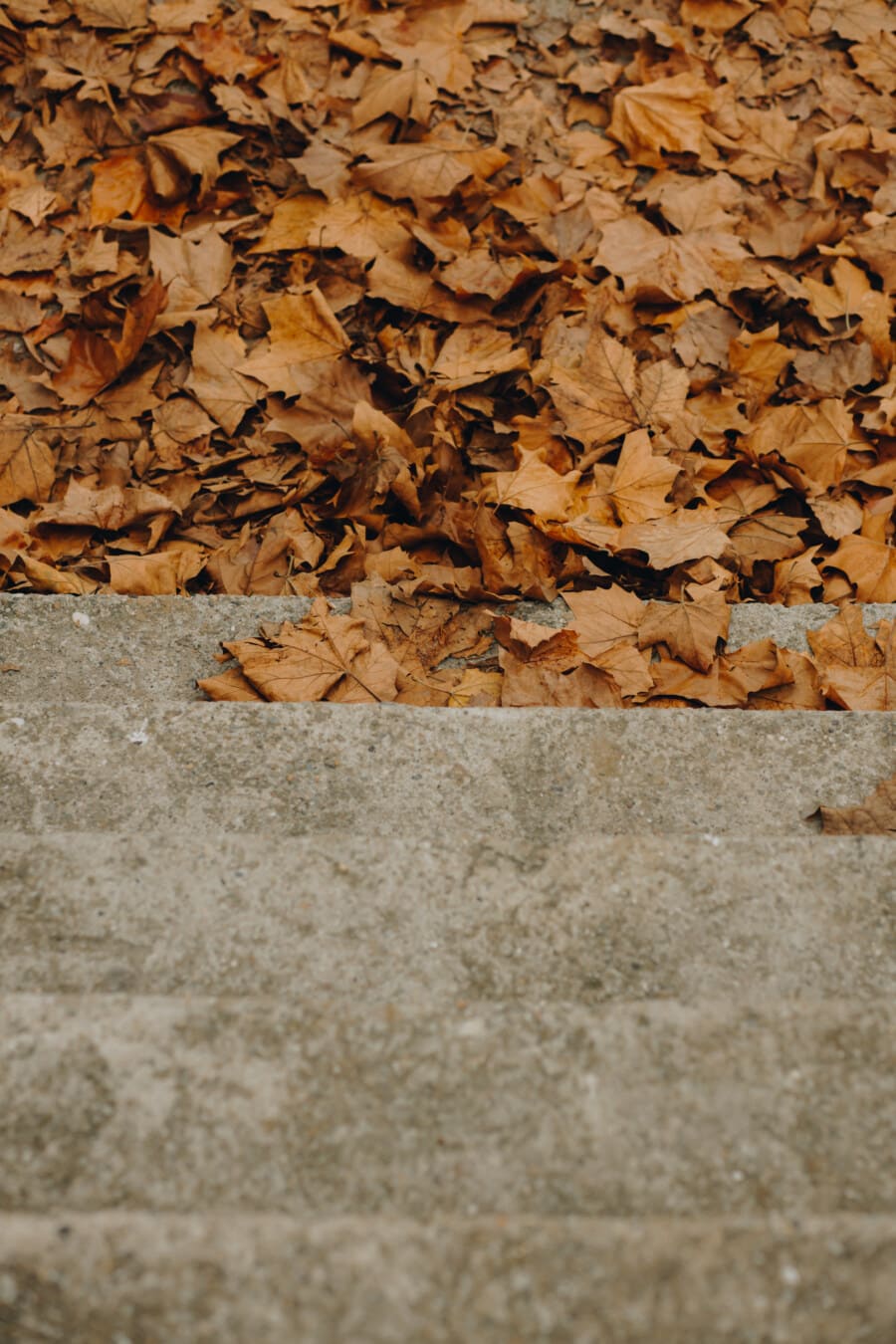 yellowish brown, yellow leaves, stairs, concrete, autumn season, texture, leaf, ground, pattern, dry