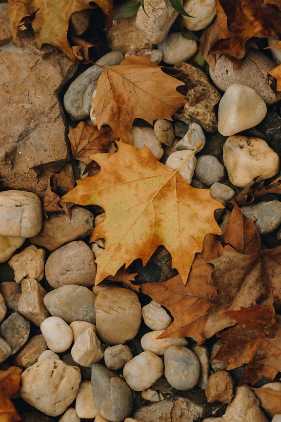 есен, клен, камъни, камъчета, жълтеникаво-кафява, листа, земята, листа, природата, рок