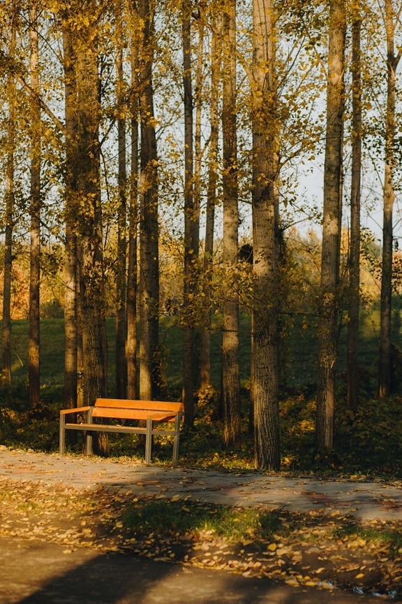 parku, podzim, dlažba, lavička, alej, chodník, stromy, strom, krajina, venku