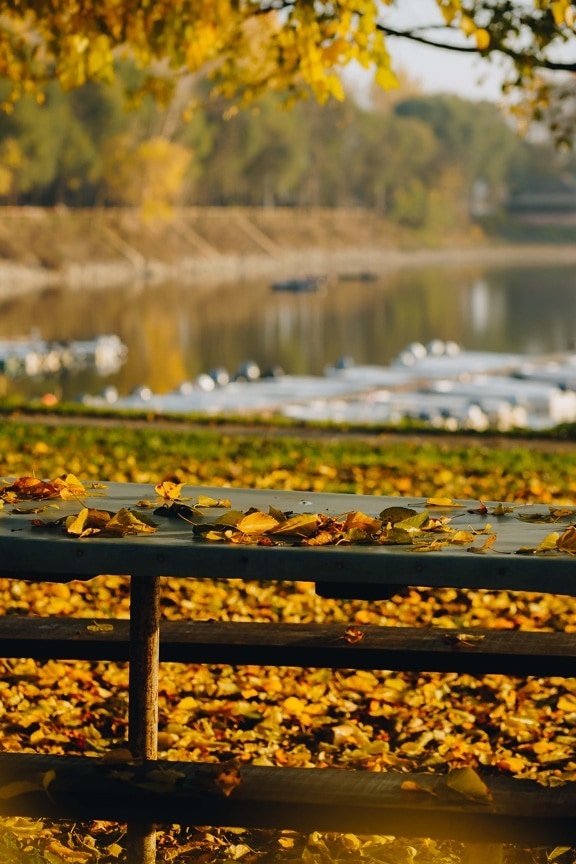 fence, wooden, lakeside, autumn, yellow leaves, nature, water, outdoors, leaf, landscape