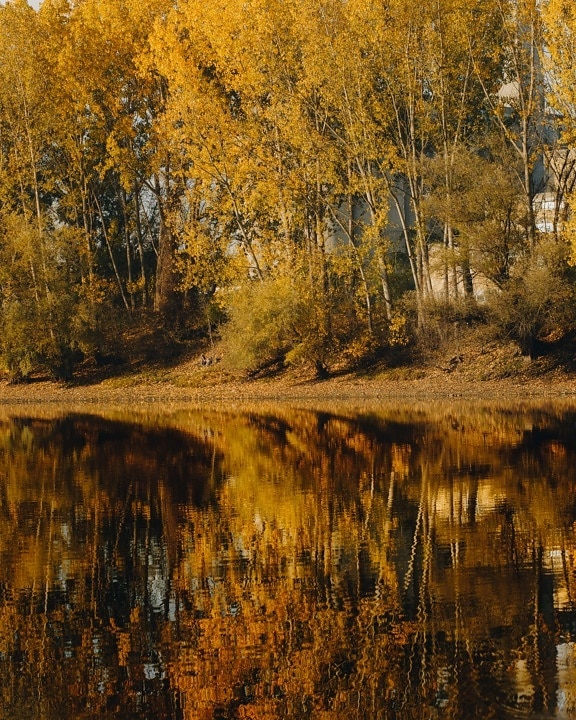 automne, majestueux, au bord du lac, réflexion, eau, parc naturel, arbre, paysage, arbres, bois