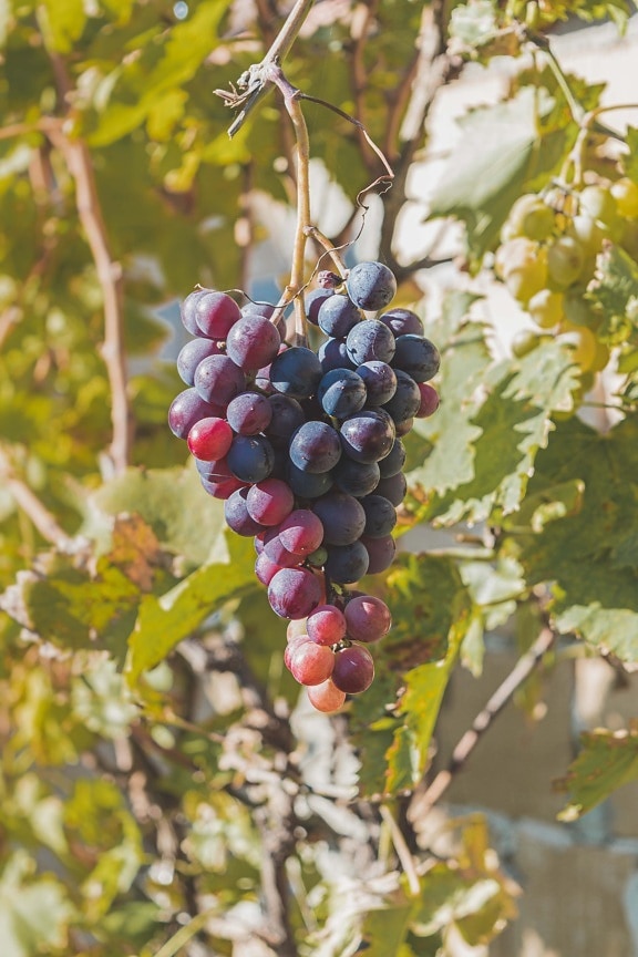 druer, moden frugt, efterårssæsonen, frugt, økologisk, vingård, natur, druemost, gren, vin