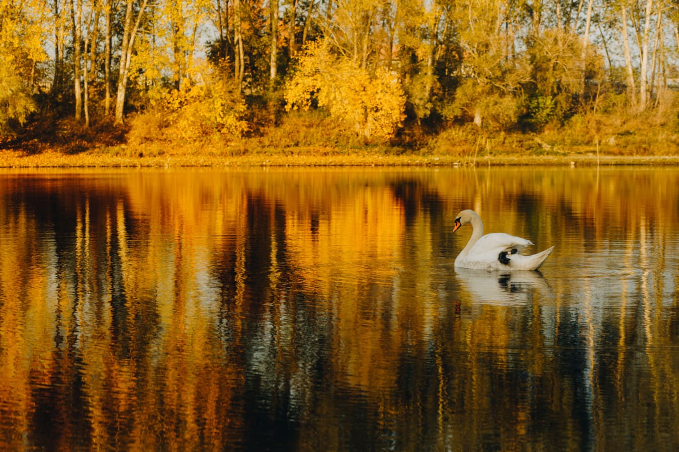 Cigno, autunno, lago, colori, giallo arancio, bagliore dorato, orizzontale, riflessione, acqua, alberi