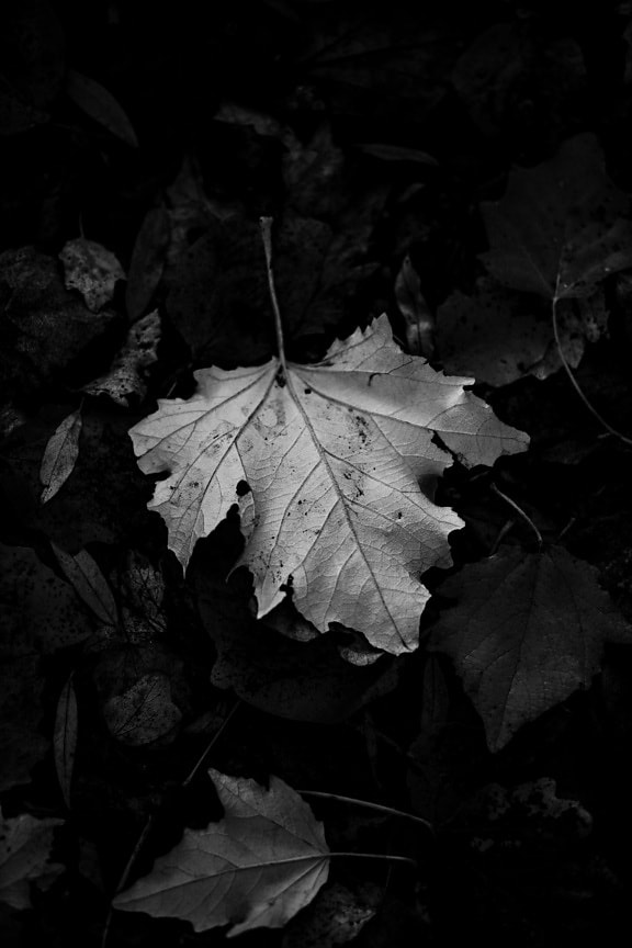 лист, монохромный, клен, черный и белый, разложение, листья, земля, осень, темный, природа