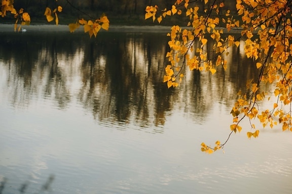 Ramos, folhas amarelas, marrom amarelado, beira do lago, estação outono, água, lago, paisagem, reflexão, folha