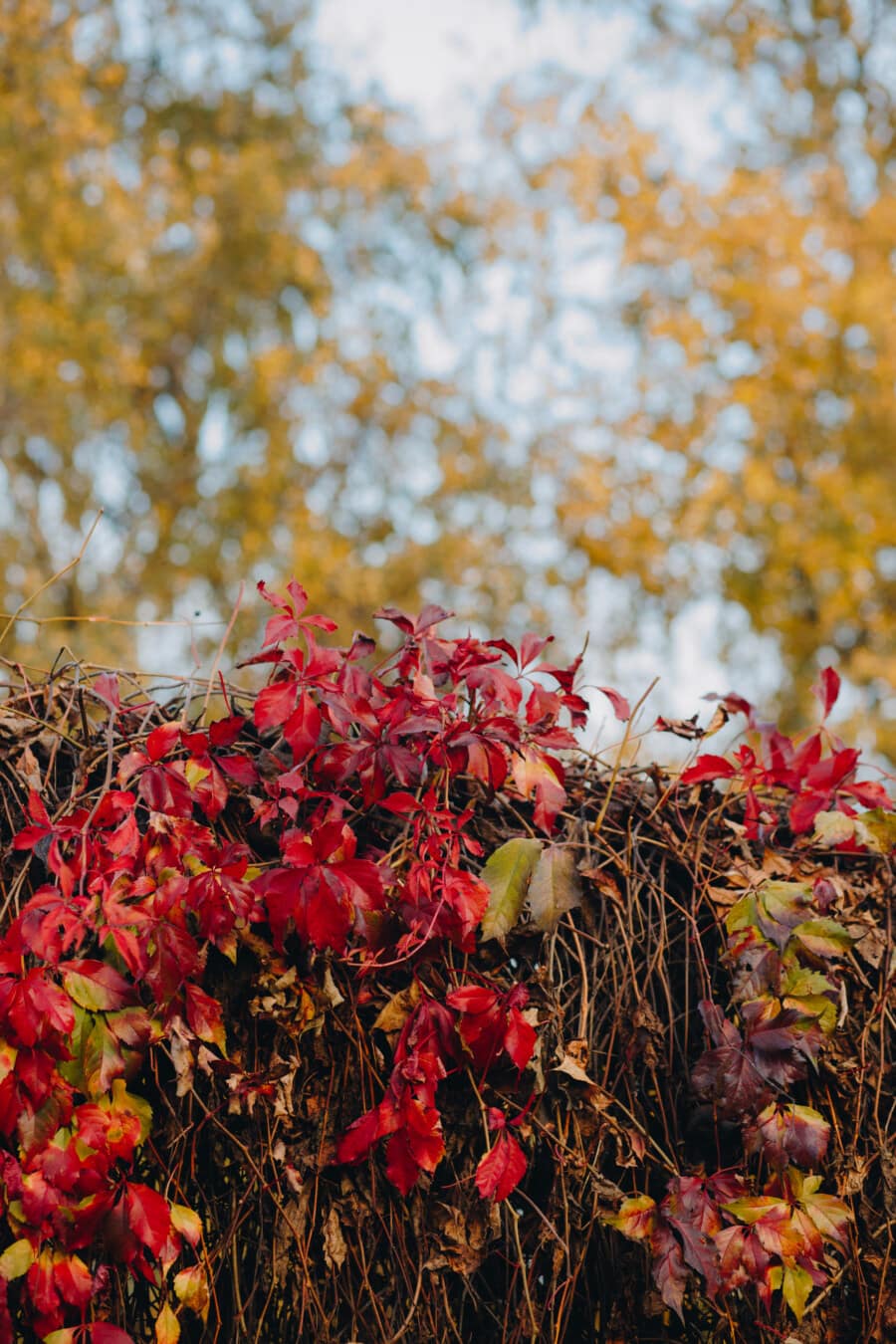keře, břečťan, tmavě červená, plevele, podzimní sezóna, příroda, keř, závod, list, flora
