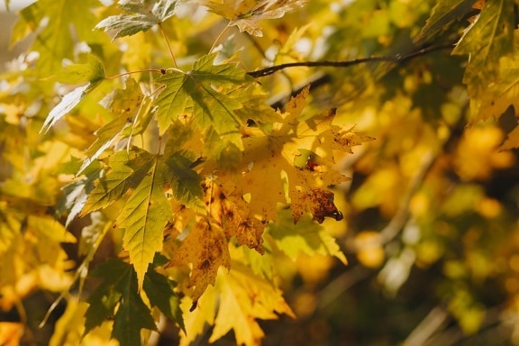 podzimní sezóna, listy, do žluta, barva, oranžově žlutá, pobočky, slunečno, příroda, list, strom