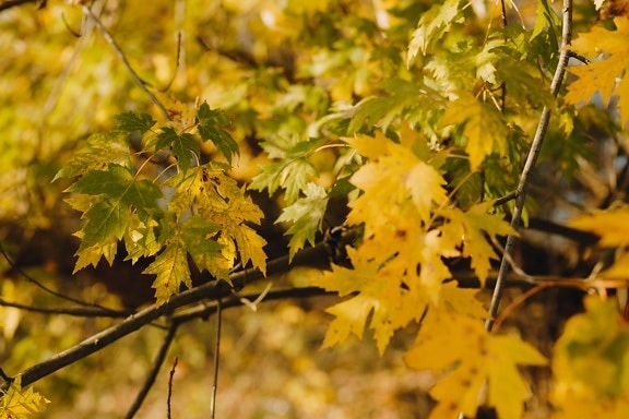 pozostawia, żółtawo-brązowy, oddziały, sezon jesień, zbliżenie, liść, natura, drzewo, jesień, żółty