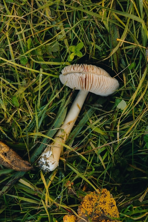white, mushroom, stem, grass plants, fungus, nature, grass, outdoors, toxic, biology
