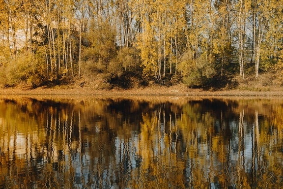 pri jazere, jeseň, zlatistá žiara, pokojný, slnečno, Príroda, voda, stromy, jazero, príroda
