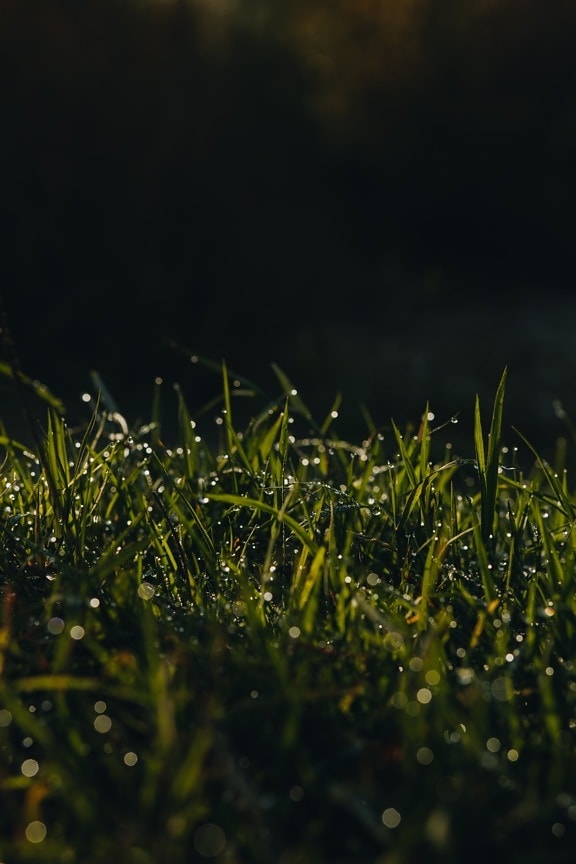 近距离, 草地, 露, 草, 水分, 湿, 冷凝, 水滴, 夏天, 草坪